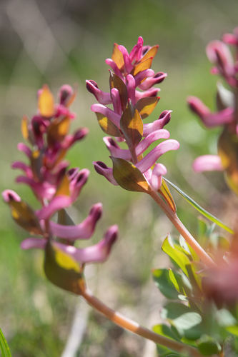 Corydalis ledebouriana (Corydalis ledebouriana)