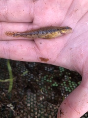 Percina nigrofasciata