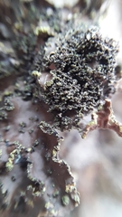 Pseudocyphellaria holarctica