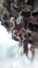Pseudocyphellaria holarctica