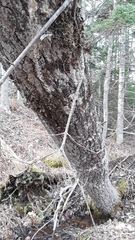 Pseudocyphellaria holarctica