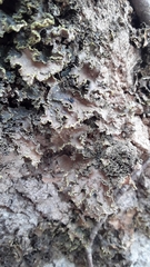 Pseudocyphellaria holarctica