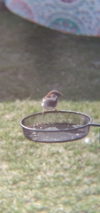 Passer domesticus