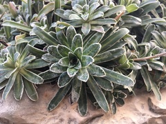 Saxifraga hostii
