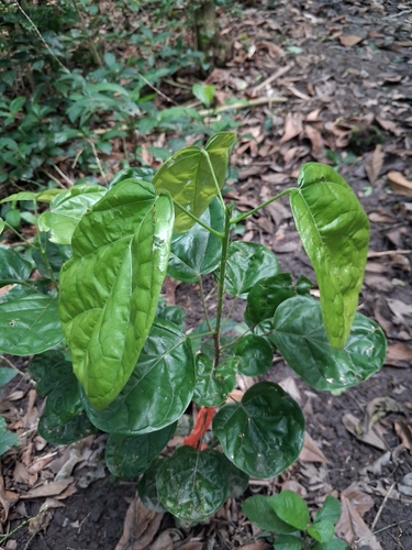 Polyscias scutellaria
