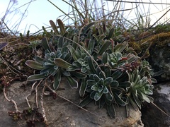 Saxifraga hostii