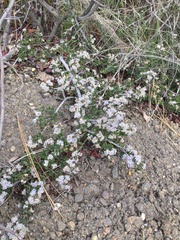 Ceanothus roderickii
