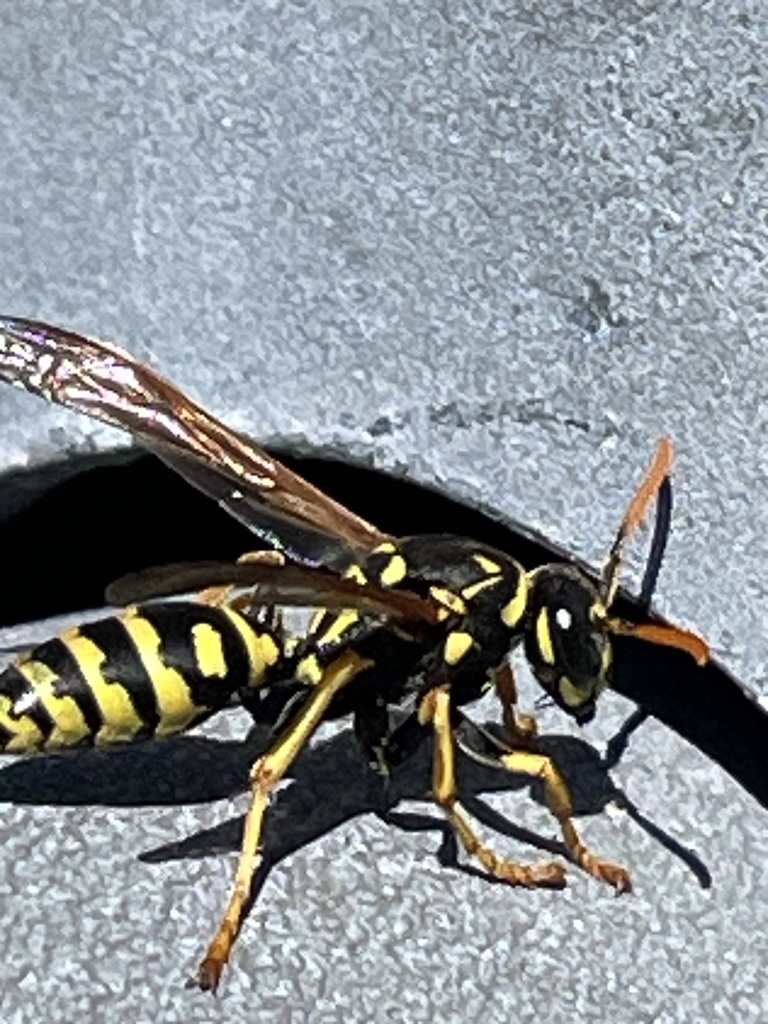 European Paper Wasp from Cyrus Way, Mukilteo, WA, US on April 25, 2026 ...