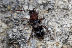 Chlorophorus trifasciatus