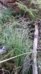 Equisetum scirpoides image