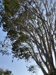 Pseudosamanea carbonaria