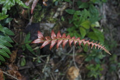 Blechnum appendiculatum
