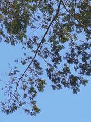 Pseudosamanea carbonaria