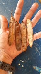 Pseudosamanea carbonaria