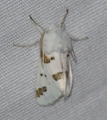 Euerythra trimaculata