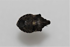 Brochymena parva