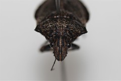 Brochymena parva