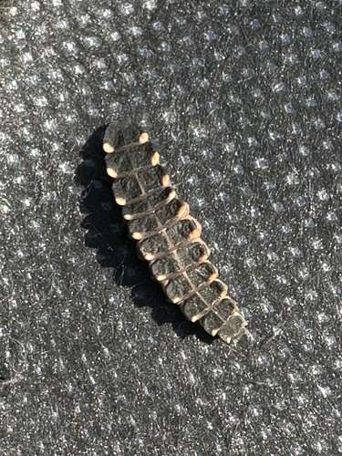 European Glow-worm, Kerkrade-Noord, Kerkrade, Limburg, NL, photo 8 of 10
