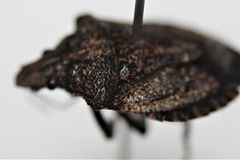 Brochymena parva