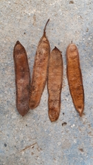 Pseudosamanea carbonaria