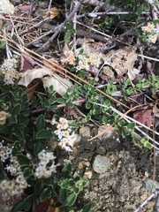 Ceanothus roderickii