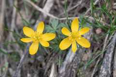 Eranthis longistipitata, photograph (c) Morten Ross, some rights reserved (CC BY)