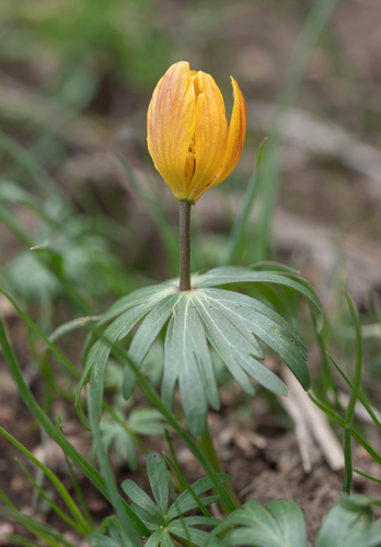 Eranthis longistipitata, photograph 2
