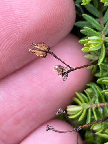 Hypericum empetrifolium, photograph 4