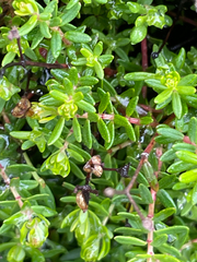 Chase Mathey, CC BY, iNaturalist via GBIF Hypericum empetrifolium, photograph Chase Mathey, CC BY, iNaturalist via GBIF