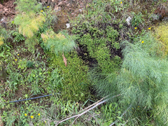 Hypericum empetrifolium, photograph Chase Mathey, CC BY, iNaturalist via GBIF