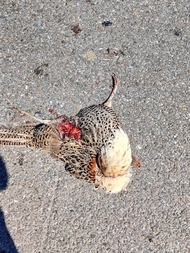 Ring-necked Pheasant