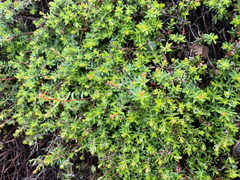 Chase Mathey, CC BY, iNaturalist via GBIF Hypericum empetrifolium, photograph Chase Mathey, CC BY, iNaturalist via GBIF