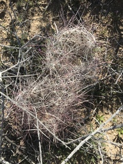 Sclerocactus polyancistrus