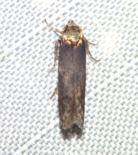 Sumac Micromoth photo 2