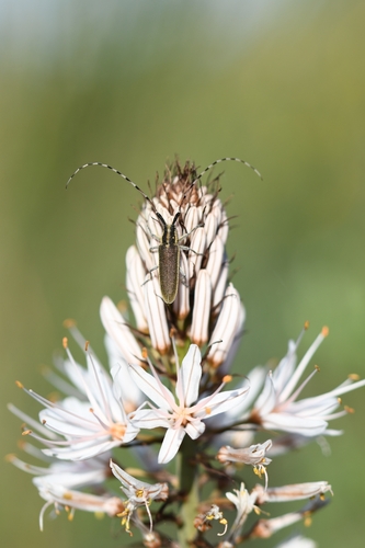 Agapanthia asphodeli
