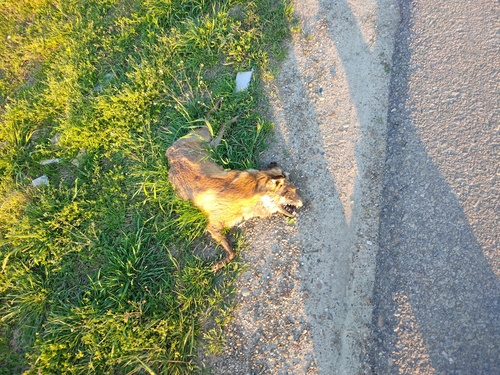 Red Fox