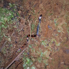 Geophis brachycephalus