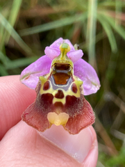 Giant Ophrys (Ophrys colossaea)
