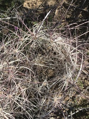 Sclerocactus polyancistrus