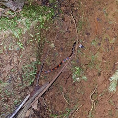 Geophis brachycephalus