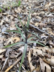 Fritillaria micrantha