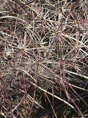 Sclerocactus polyancistrus