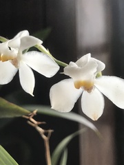 Cuitlauzina
