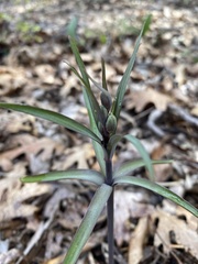 Fritillaria micrantha