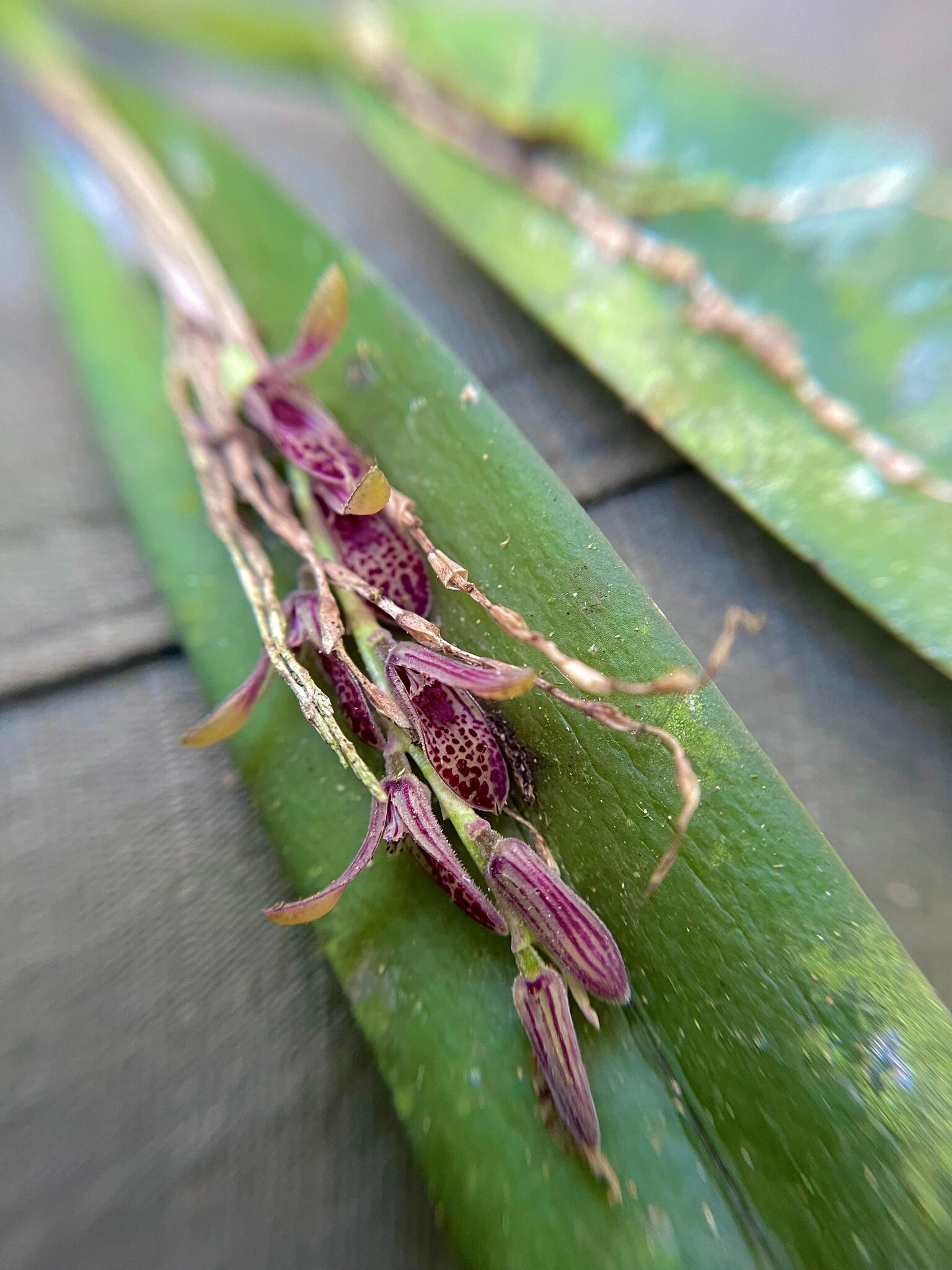Acianthera pubescens
