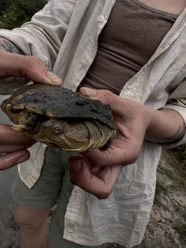 Helmeted Turtle