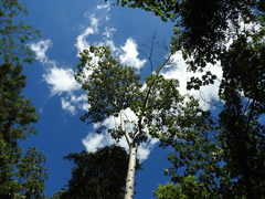 Heliocarpus