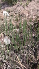 Schoenoplectus americanus