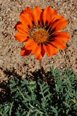 Gazania leiopoda