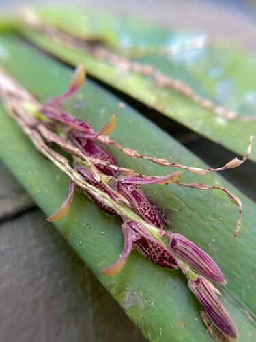 Acianthera pubescens, photograph 3